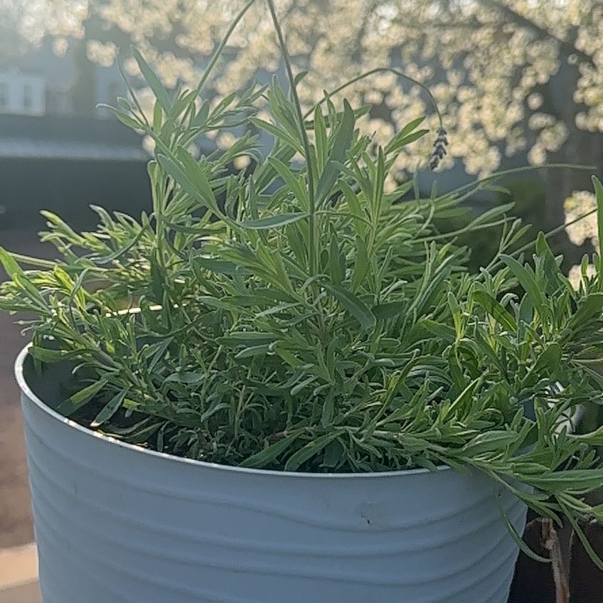 Photo of the plant species Blue Lavender by @FestalFanmoss89 named Huckleberry Fern on Greg, the plant care app