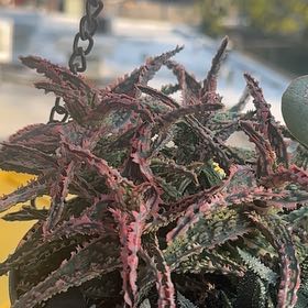 Photo of the plant species Marianne D'Asti Super Red Aloe by @FestalFanmoss89 named Rainier on Greg, the plant care app