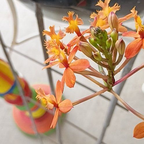 Photo of the plant species Fire Star Orchid by @DandyPhalsa50 named Lebron on Greg, the plant care app