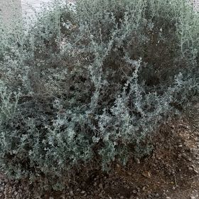 Photo of the plant species Leucophyta by @WingedHoupara74 named Sir Plancelot on Greg, the plant care app