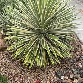 Photo of the plant species Caribbean Agave by @WingedHoupara74 named Orwell on Greg, the plant care app