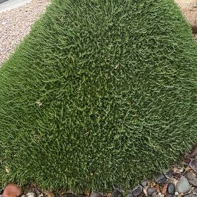 Photo of the plant species Broom Forkmoss by @WingedHoupara74 named Keanu Leaves on Greg, the plant care app