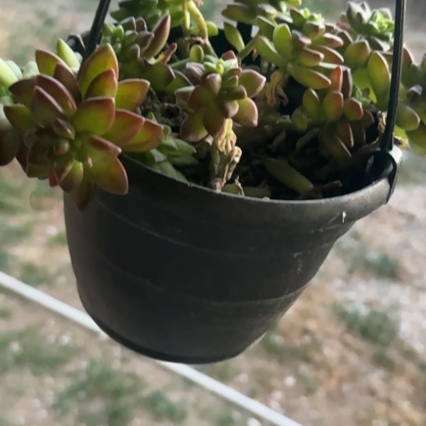 Photo of the plant species Sedum adolphi 'SunStar' by @SalientBlinks46 named Beauty on Greg, the plant care app