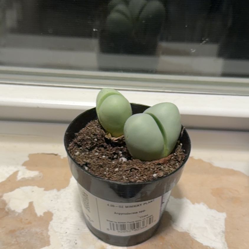 Photo of the plant species Argyroderma spp. by @SharpGalega83 named Madonna on Greg, the plant care app