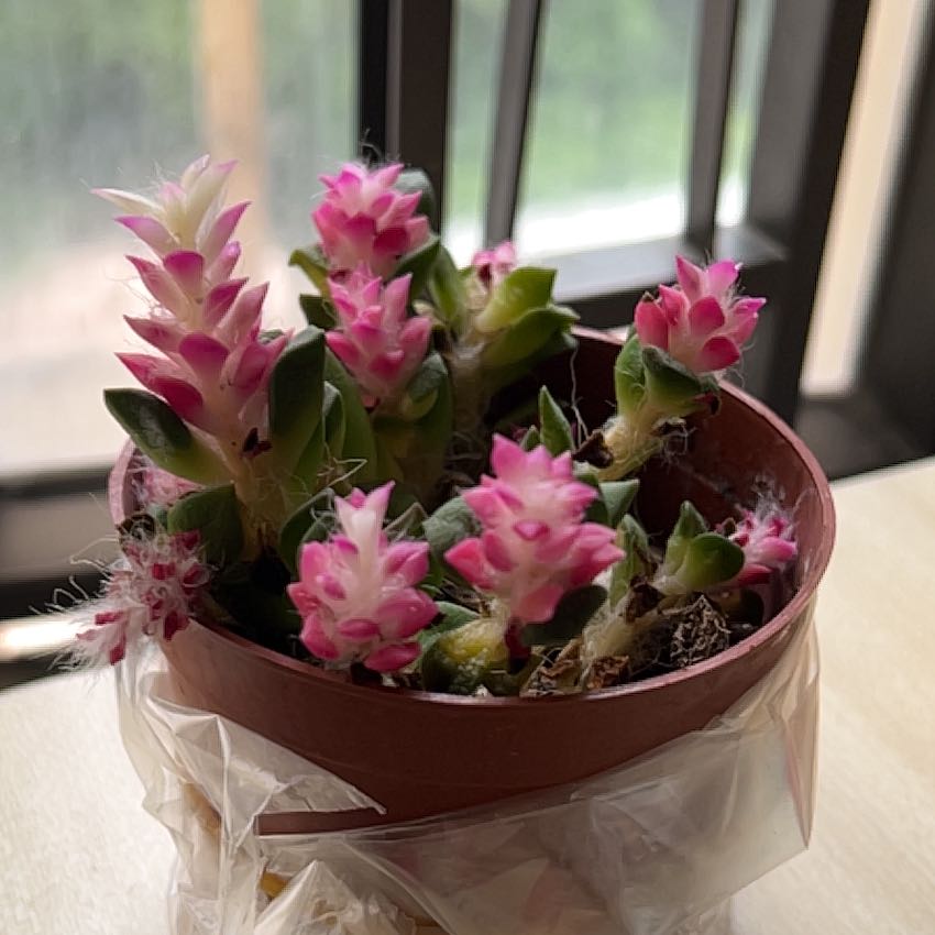 Photo of the plant species Anacampseros 'Sunrise' by @MatureBegonia13 named Pinky on Greg, the plant care app