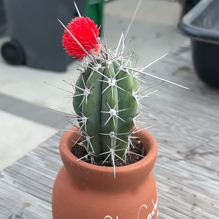 Photo of the plant species Organ Pipe Cactus by @CuteOnion9 named Spike on Greg, the plant care app