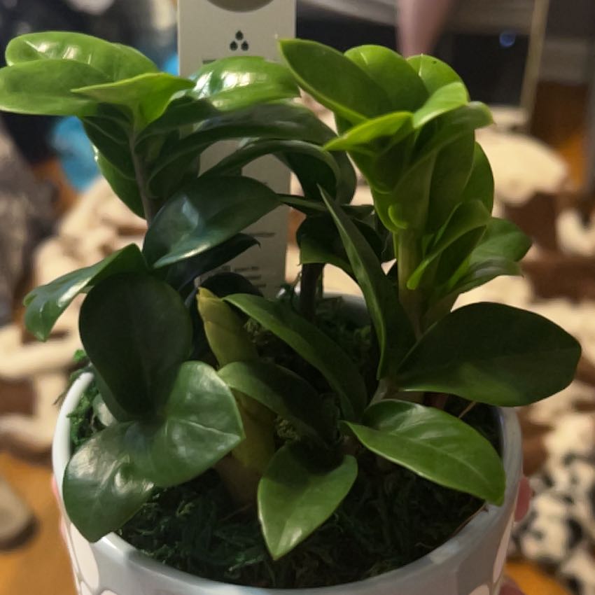 Photo of the plant species Zz plant by @TenaciousTawa61 named da Vinci on Greg, the plant care app