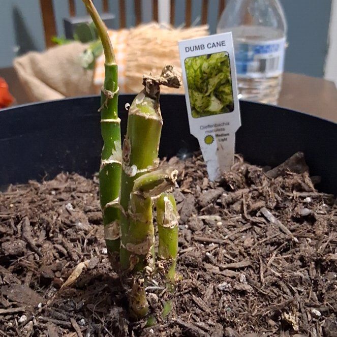 Photo of the plant species dumb canes by @SirErophaca30 named Aristotle on Greg, the plant care app