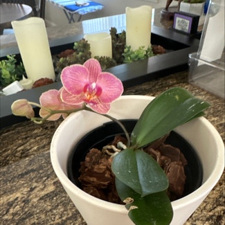 Phalaenopsis Orchid plant in Sunnyvale, California