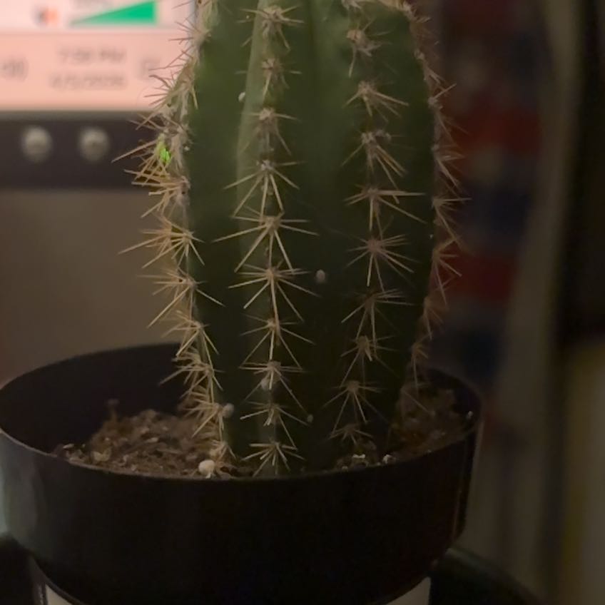 Photo of the plant species Pilosocereus azureus by @SuccessfulIvy9 named Homer on Greg, the plant care app