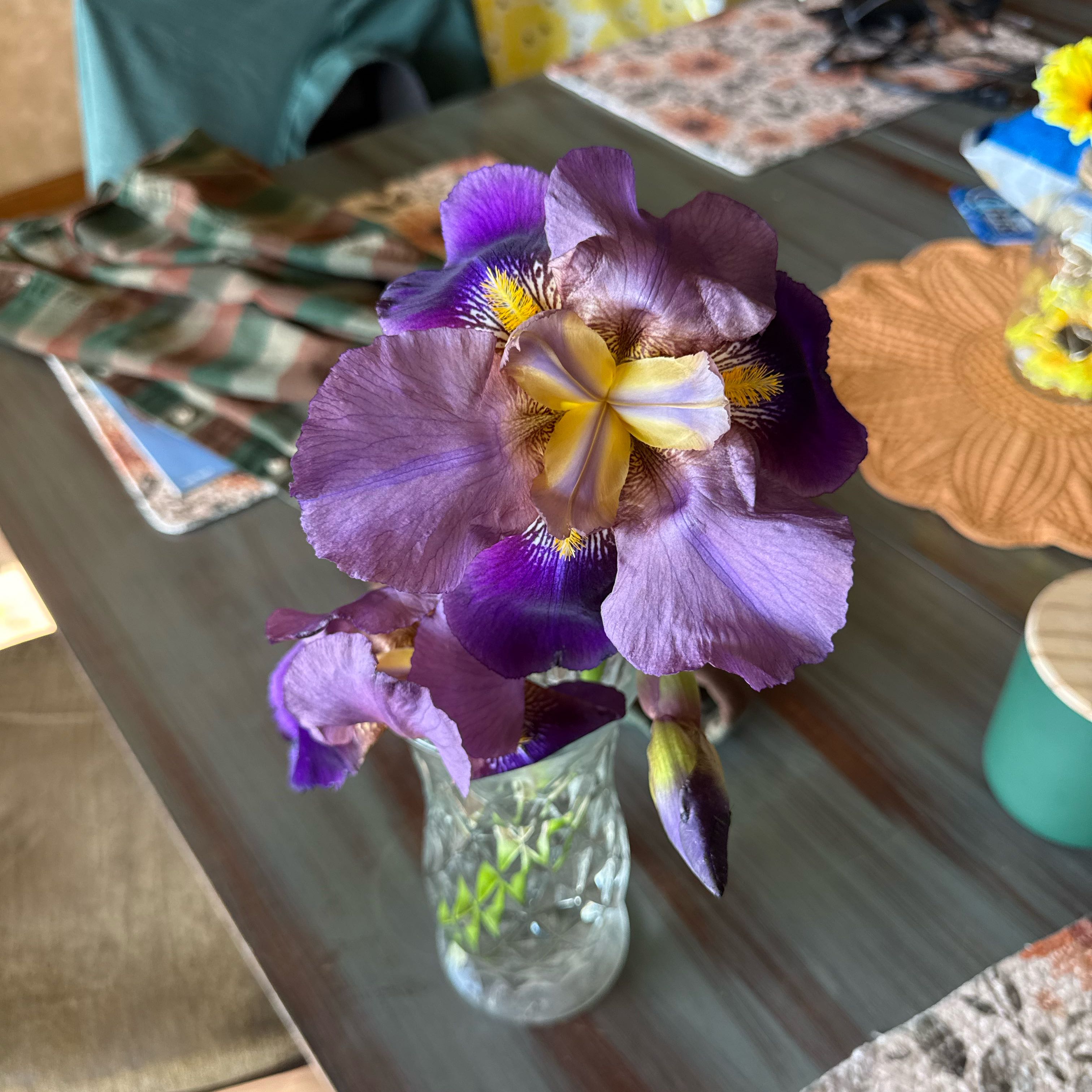 Photo of the plant species Crimean Iris by @CulturedFuscia named Kylie on Greg, the plant care app