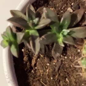 Photo of the plant species Echeveria compressicaulis by @ModelPhalsa73 named Spiney on Greg, the plant care app