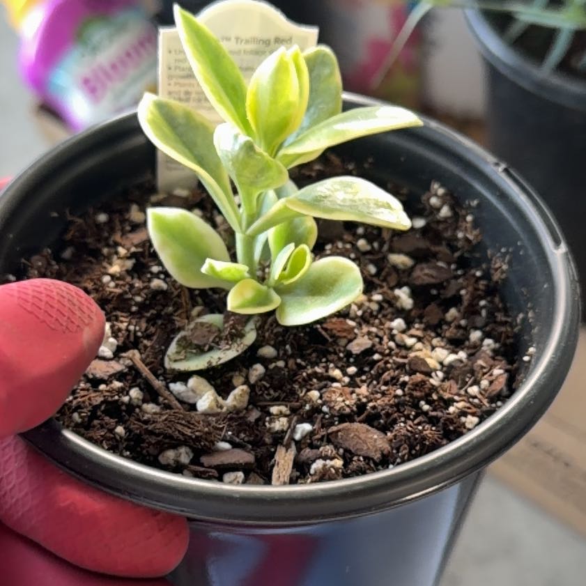 Photo of the plant species Mezoo Trailing Red by @DivineCardoon68 named Winston on Greg, the plant care app