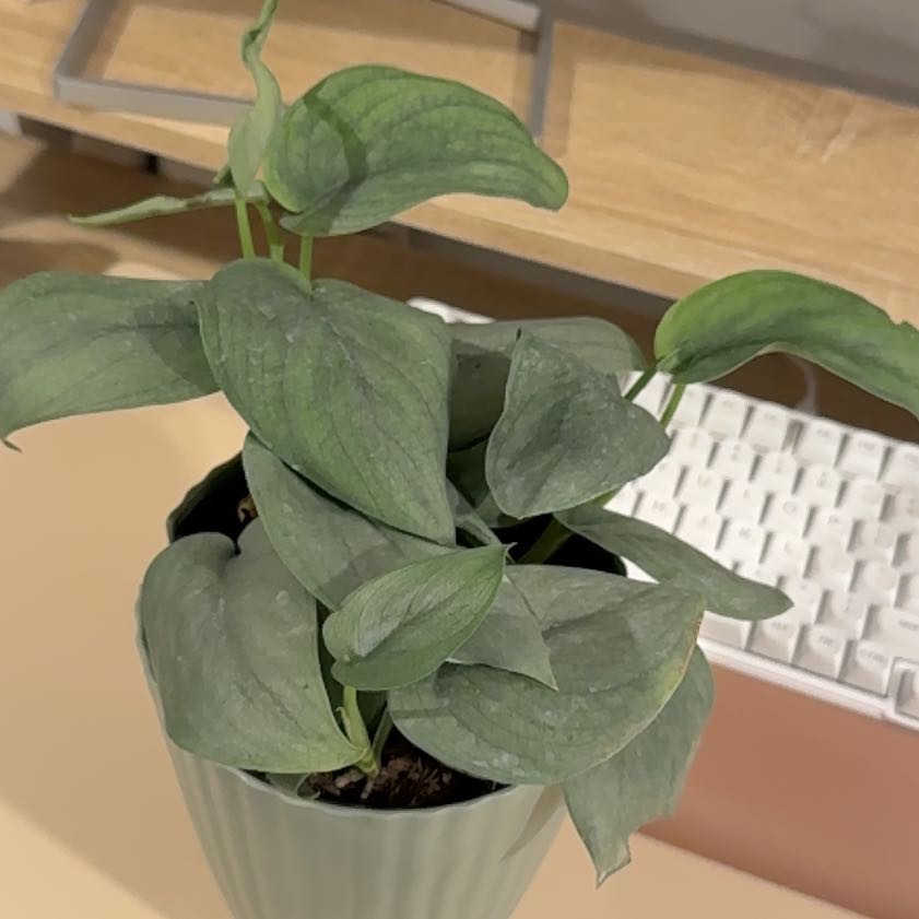 Photo of the plant species Scindapsus 'Platinum Java' by @CaringVetiver29 named Sterling on Greg, the plant care app