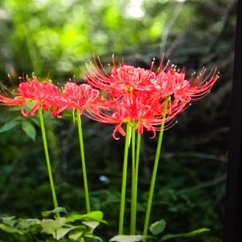 Photo of the plant species Hell Flower by @PoisedWaxplant1 named Clooney on Greg, the plant care app