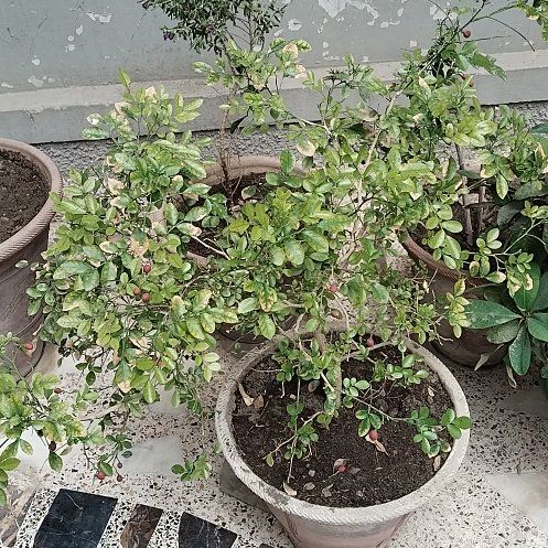 Photo of the plant species Mock Orange by @SilkyDuranta17 named Aria on Greg, the plant care app