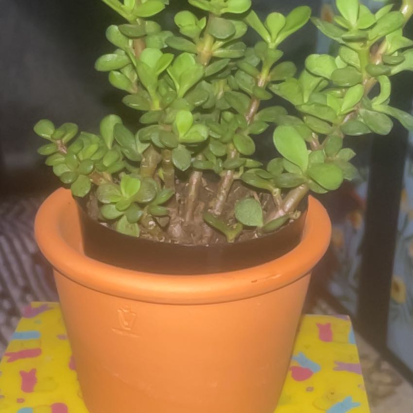 Photo of the plant species Elephant Bush Lilliput by @HeadPignut72 named Seth on Greg, the plant care app