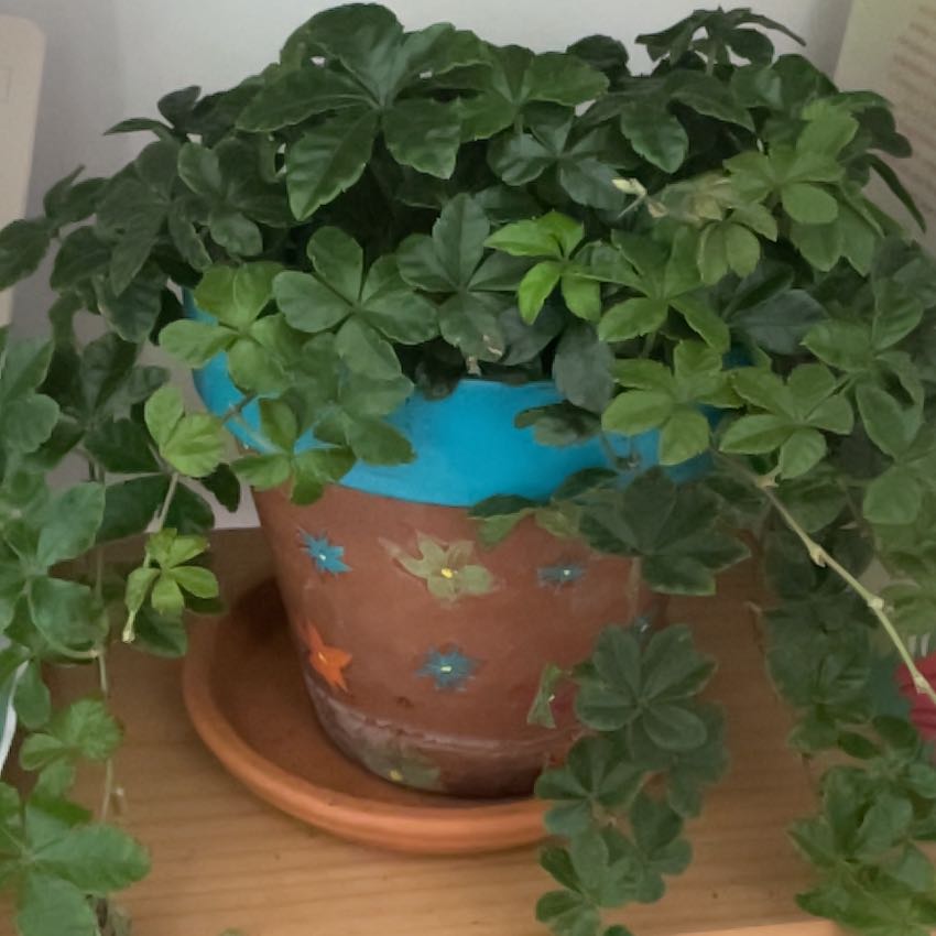 Photo of the plant species Virginia Creeper by @BigTaro8 named Surya on Greg, the plant care app