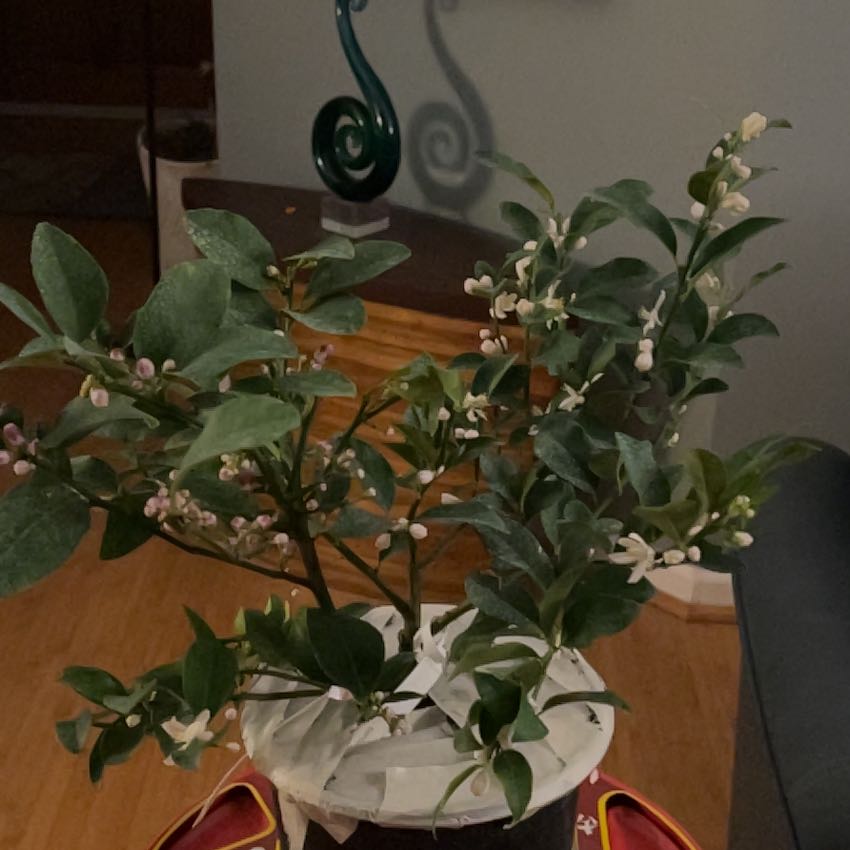 Photo of the plant species Mexican Key Lime Tree by @ComicAssamtea51 named Sol on Greg, the plant care app