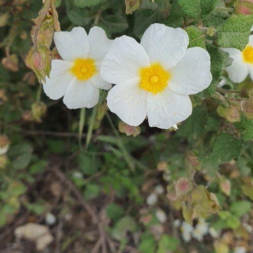 Photo of the plant species Salvia Cistus by @FacilelyPeony78 named Oscar on Greg, the plant care app