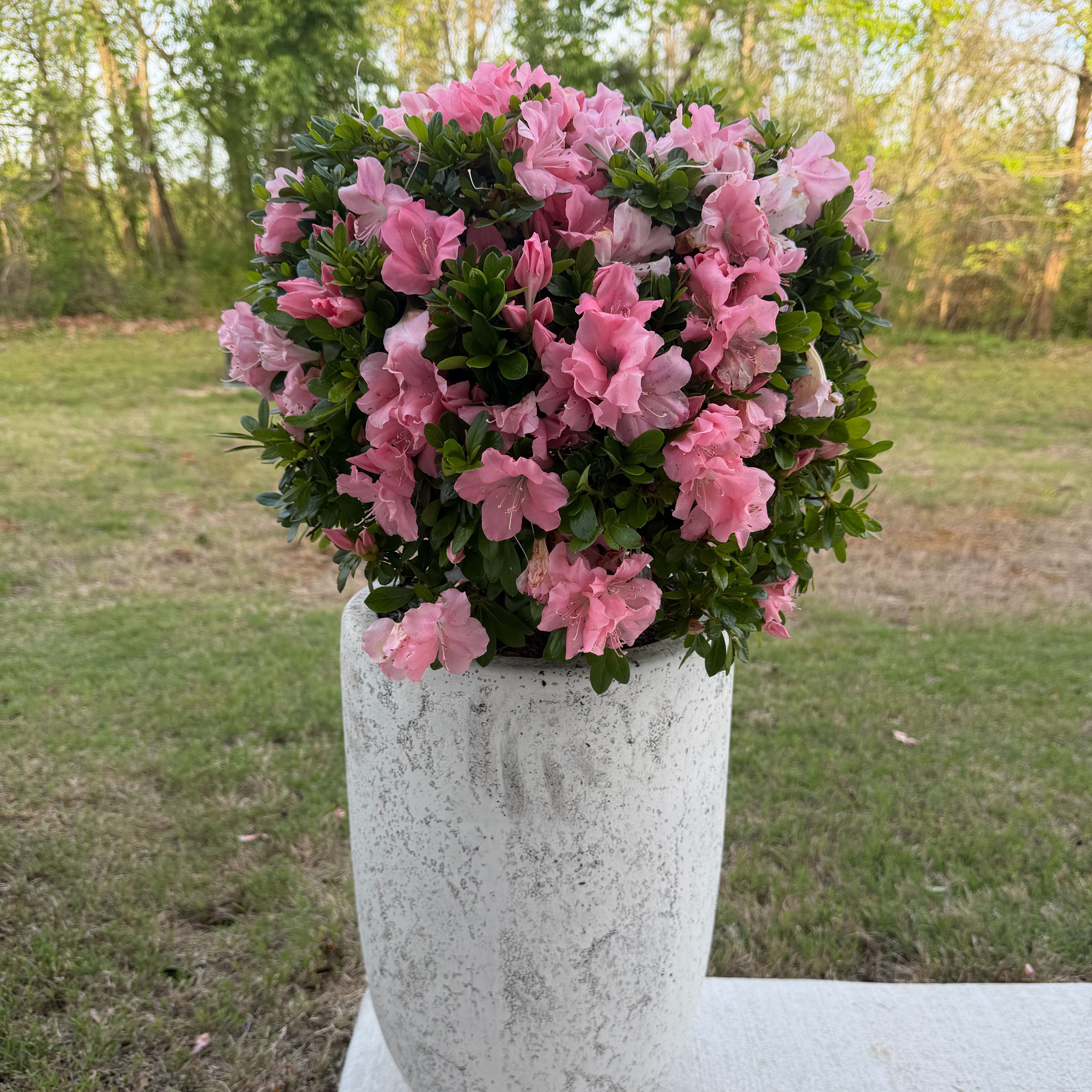 Photo of the plant species Encore Azalea by @AshlynB named Eva on Greg, the plant care app