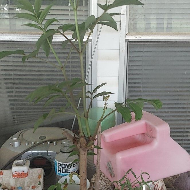 Photo of the plant species Johns Elderberry by @WillNeem26 named Huckleberry Fern on Greg, the plant care app