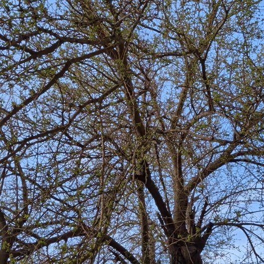 Photo of the plant species Baobab by @SuaveBlue25 named Winston on Greg, the plant care app