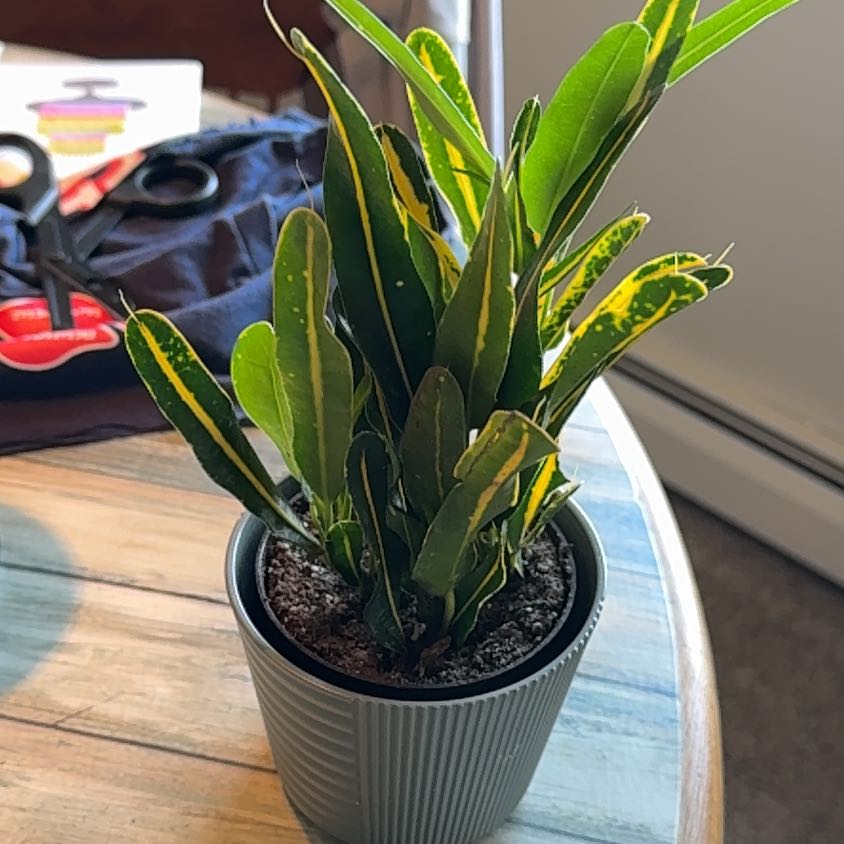 Photo of the plant species Banana Croton by @CrucialPlanty89 named Dolores on Greg, the plant care app