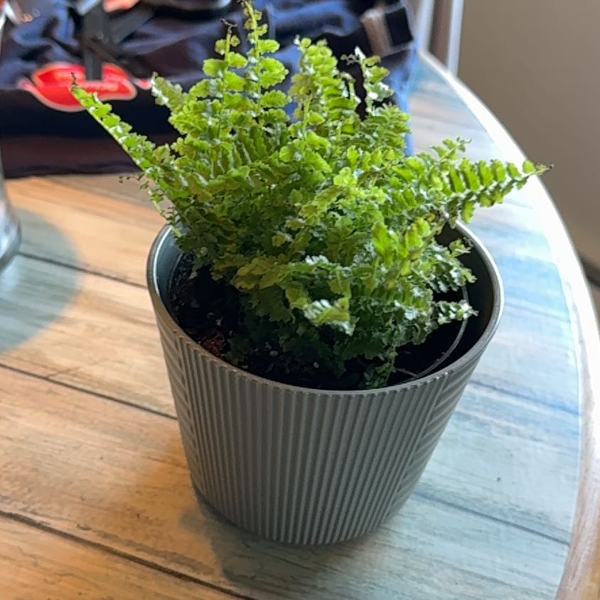 Photo of the plant species Fluffy Ruffles Fern by @CrucialPlanty89 named Kobe on Greg, the plant care app
