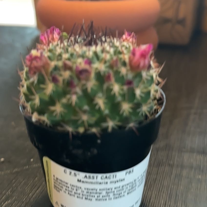 Photo of the plant species Mammillaria mystax by @NiceSalsa81 named Missy on Greg, the plant care app