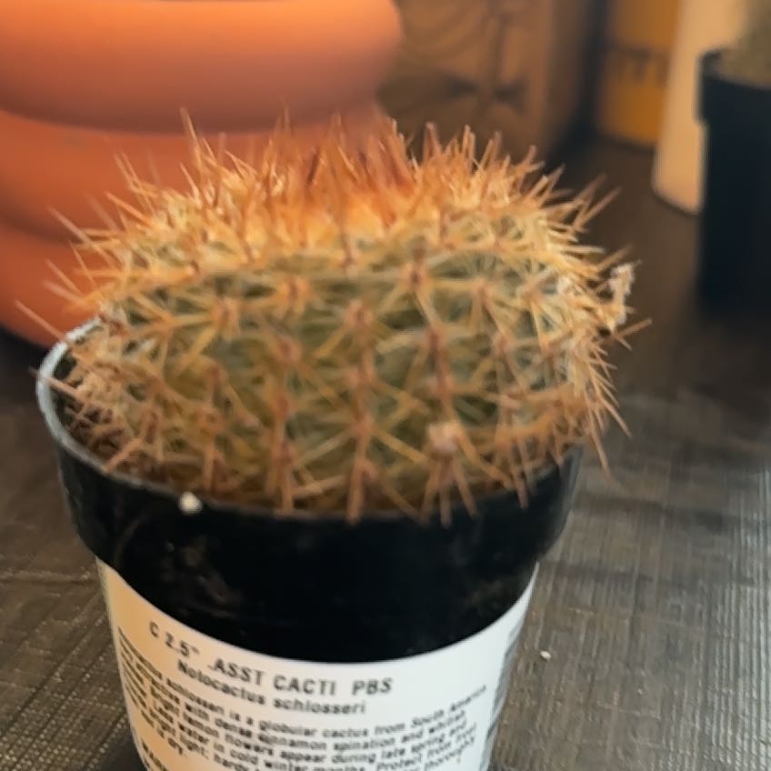 Photo of the plant species Cinnamon Cactus by @NiceSalsa81 named August on Greg, the plant care app
