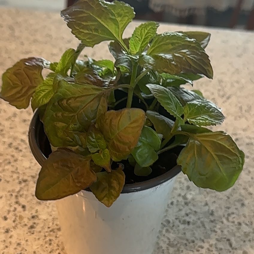 Photo of the plant species Toothache Plant by @NiceSalsa81 named Nick on Greg, the plant care app