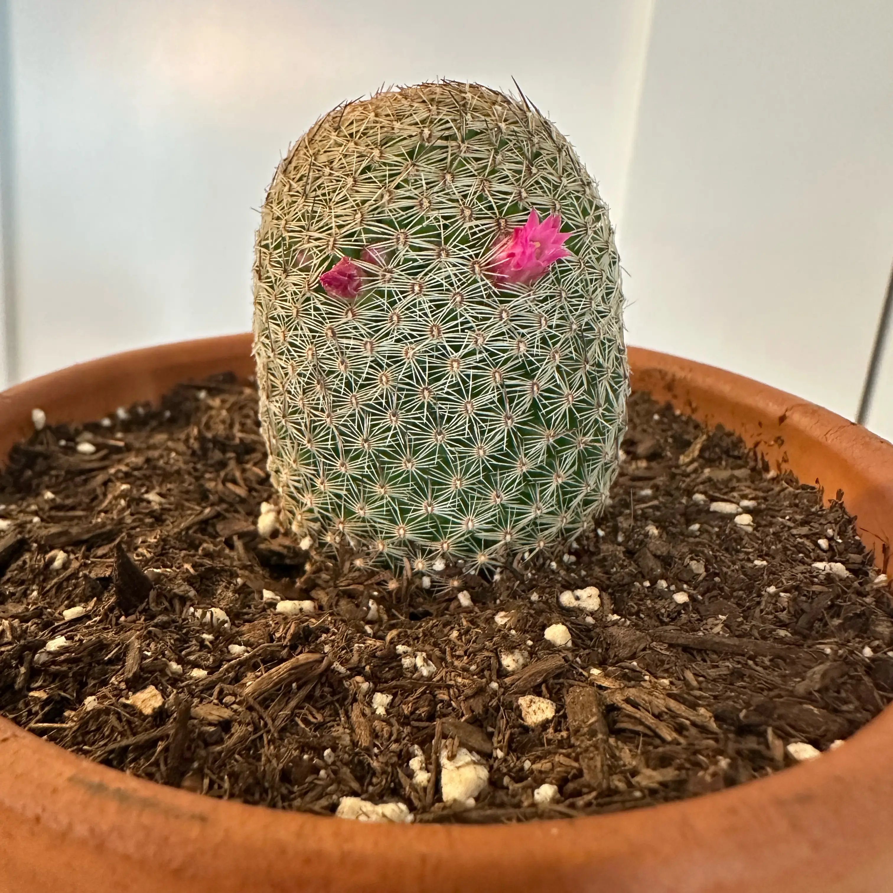 Photo of the plant species Wave Cactus by @NiceSalsa81 named Baby Bobby on Greg, the plant care app