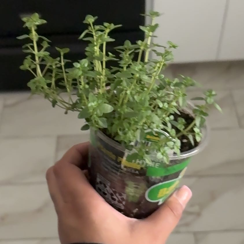 Photo of the plant species English Thyme by @LuckySnowrose65 named Harry on Greg, the plant care app