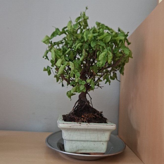 Photo of the plant species Bird Plum by @FunMango82 named Beyonce on Greg, the plant care app