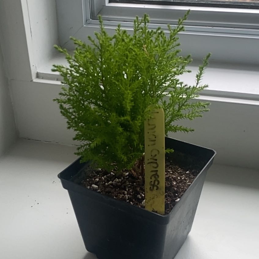 Photo of the plant species Lemon Cypress by @LoyalTawapou83 named Prince on Greg, the plant care app