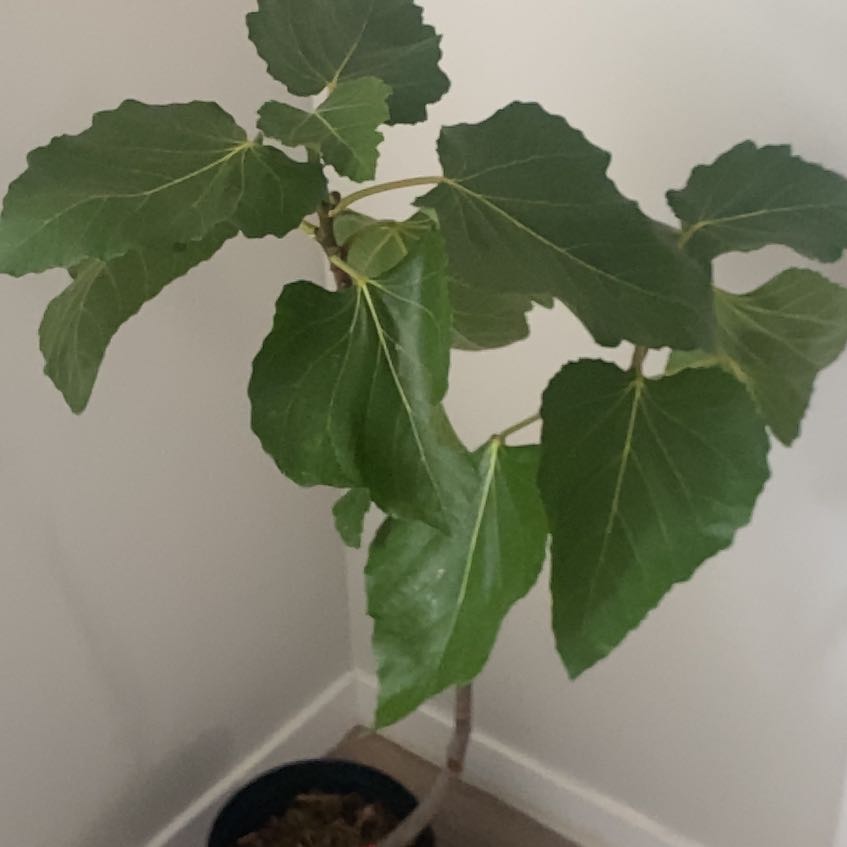Photo of the plant species Brown Turkey Fig by @LoyalTawapou83 named Miley on Greg, the plant care app