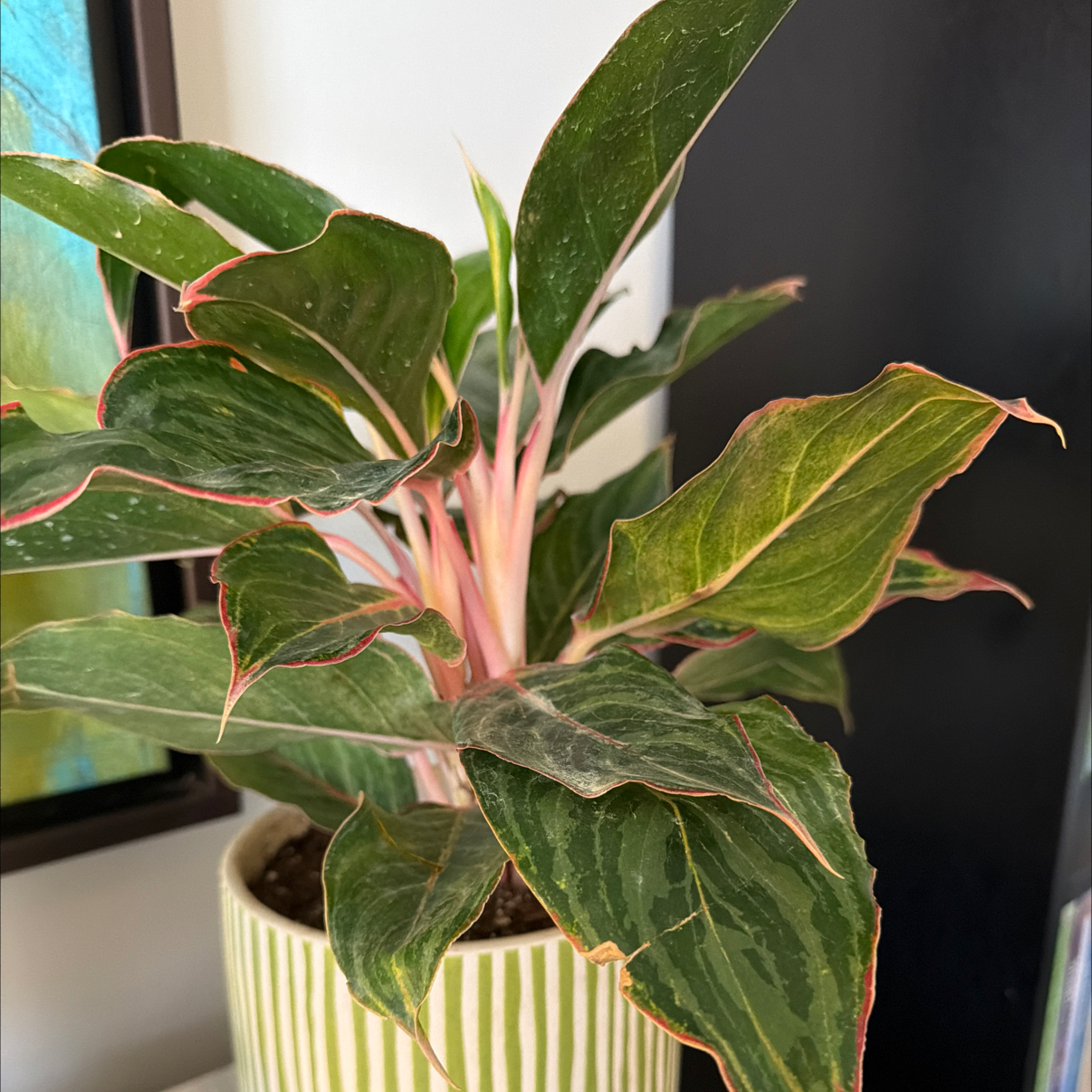 Photo of the plant species aglaonema moonstone by @FreeSalad47 named Beyonce on Greg, the plant care app