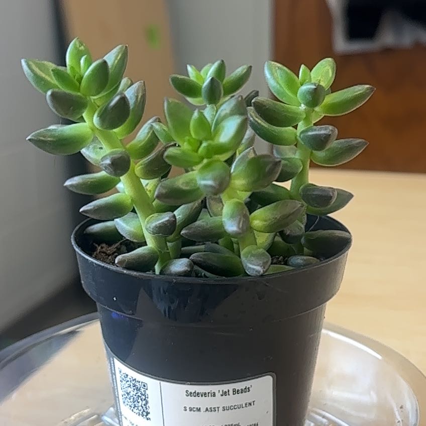 Photo of the plant species Jet Beads by @DeftMaypop46 named Winston on Greg, the plant care app