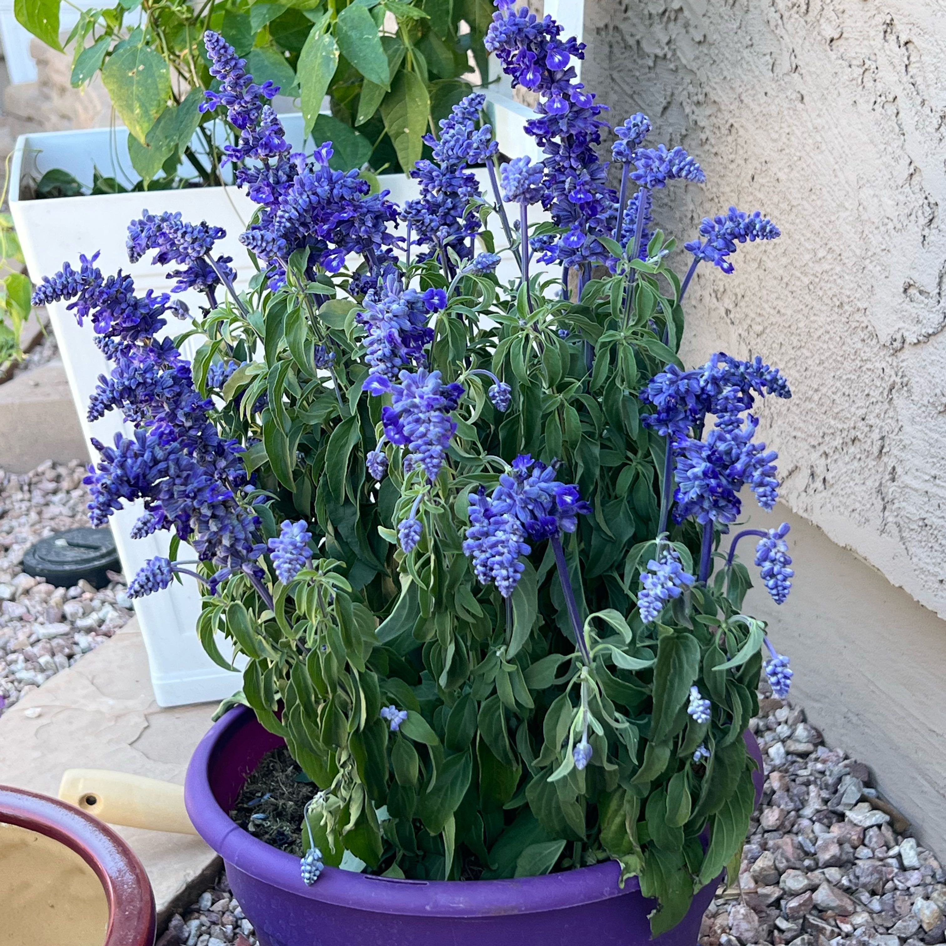 Photo of the plant species Salvia 'Sallyfun Sky Blue' by @SirPotato27 named poor lady on Greg, the plant care app