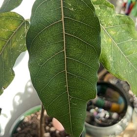 Photo of the plant species Bodhi Tree by @HipCanna83 named Keanu Leaves on Greg, the plant care app