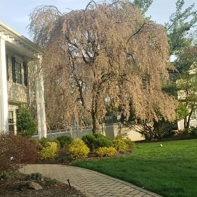 Photo of the plant species Weeping Willow by @plant27 named Stella on Greg, the plant care app
