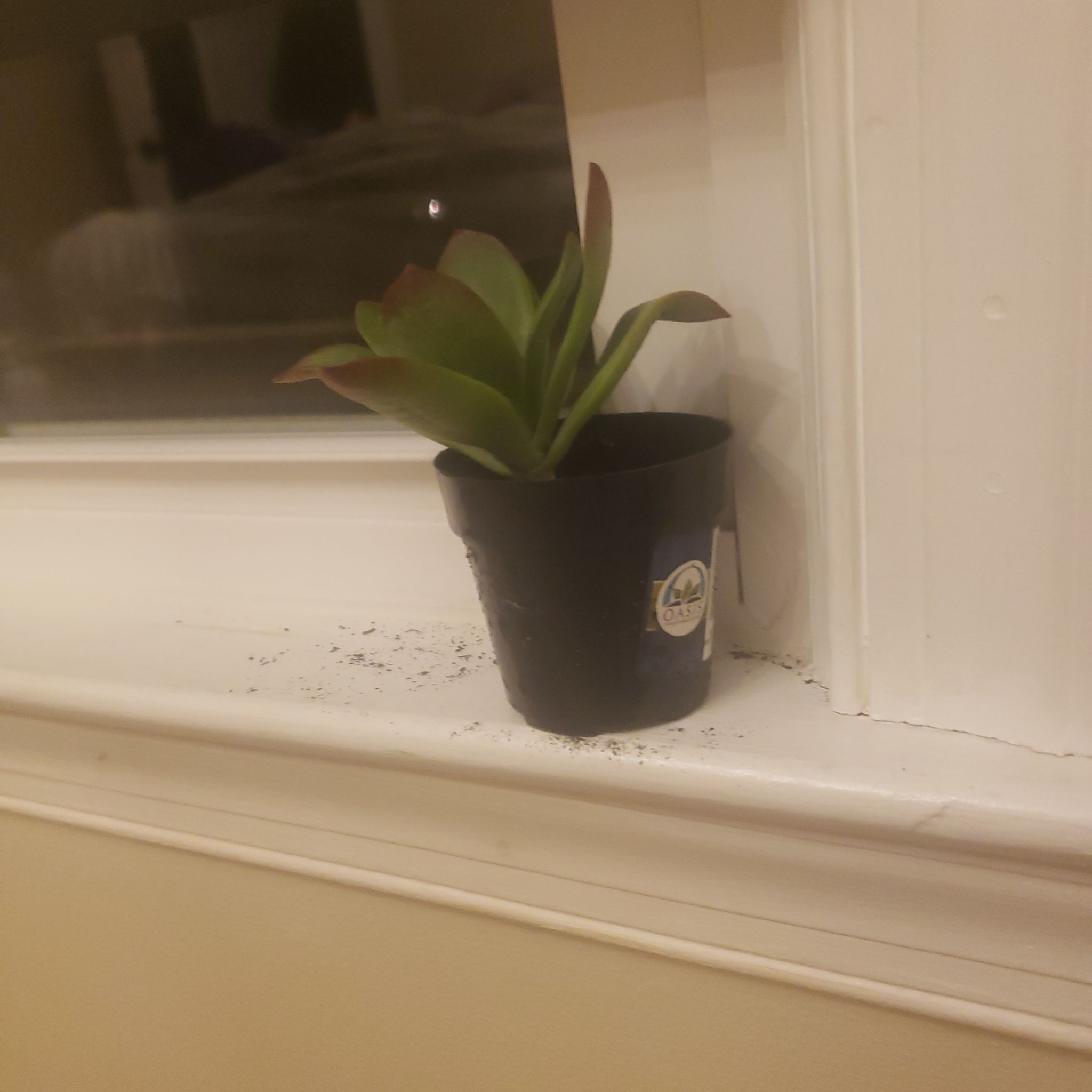 Photo of the plant species Kalanchoe 'Dragonfire' by @plant27 named Harper on Greg, the plant care app