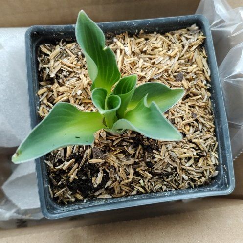 Photo of the plant species mouse ear by @SublimePeanut26 named Homer on Greg, the plant care app