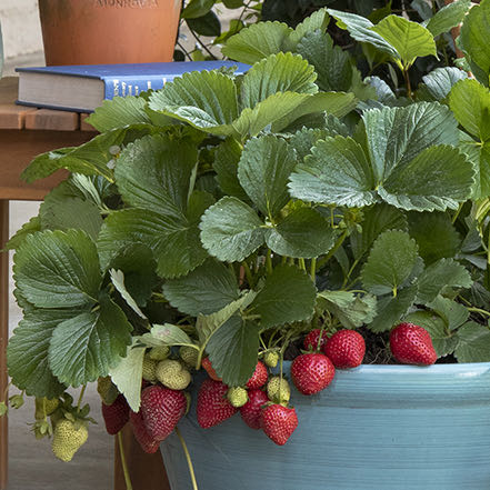 Photo of the plant species Seascape Strawberry by @SunnyLoquat91 named Kendall on Greg, the plant care app