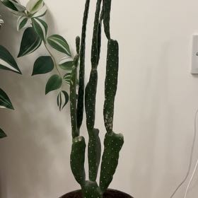 Photo of the plant species prickly pear by @ReceptiveRosea named Consolea on Greg, the plant care app