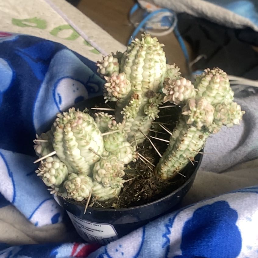 Photo of the plant species Medusa's Head by @JollyKoa9 named Dugtrio on Greg, the plant care app