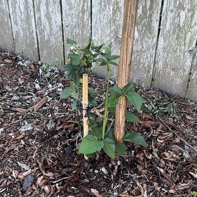 Photo of the plant species Armenian Blackberry by @SwellTutu82 named Madonna on Greg, the plant care app