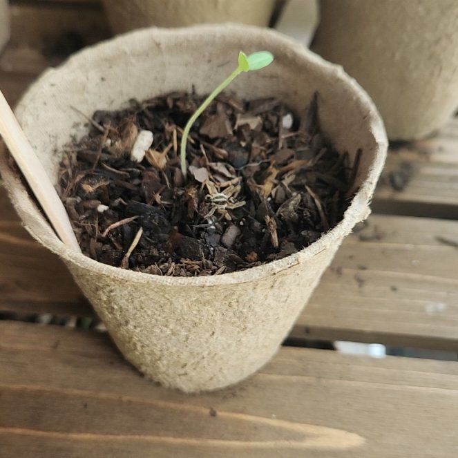 Photo of the plant species Cherry Tomato by @AnewBoneset52 named Tupot amaroot on Greg, the plant care app