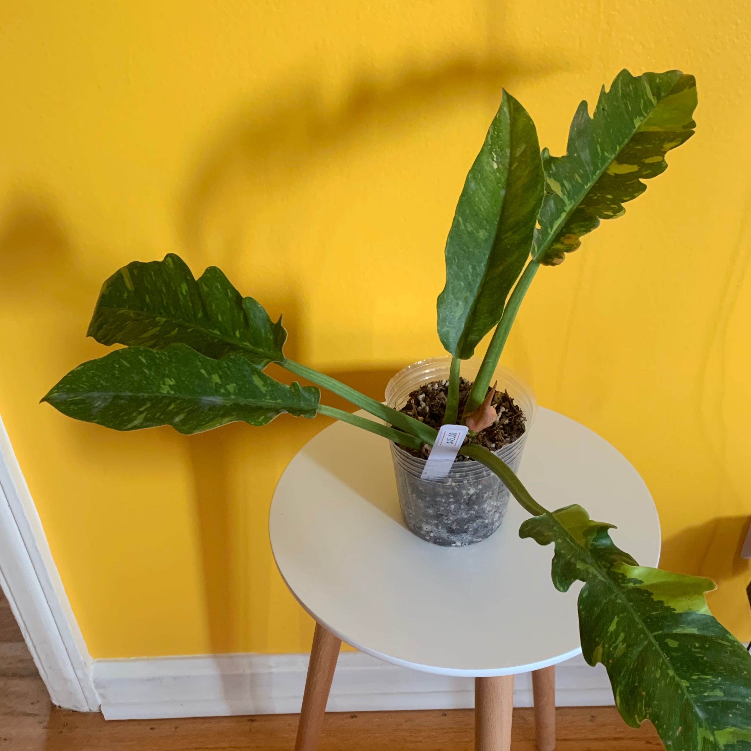 Philodendron 'Ring of Fire' plant on a small table against a yellow wall.